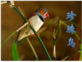 《珍珠鸟》课件1