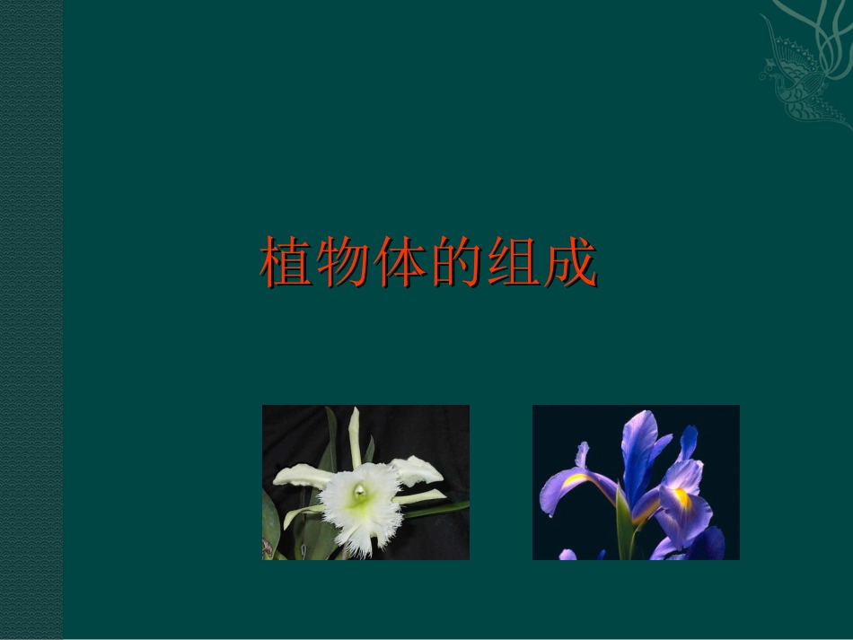 《第1节-植物体的组成》课件3_第1页