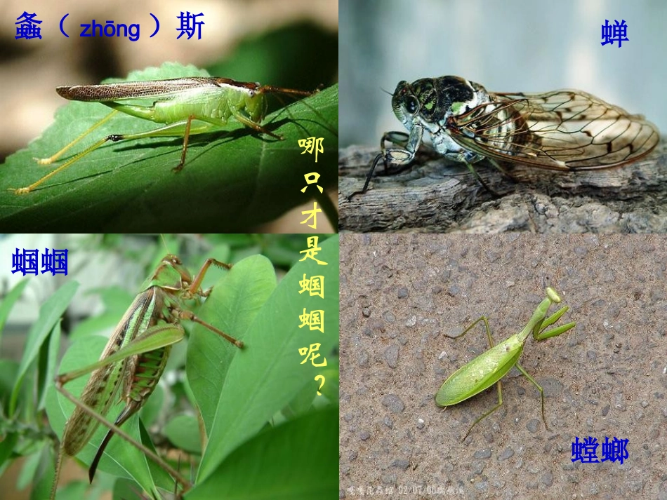 浙江省江山市峡口初级中学七年级语文-绿色蝈蝈2-课件-语文版_第3页