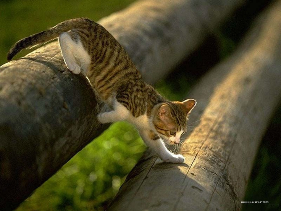 公开课《猫》_第3页