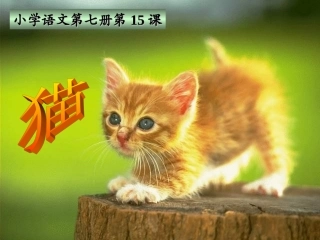 公开课《猫》