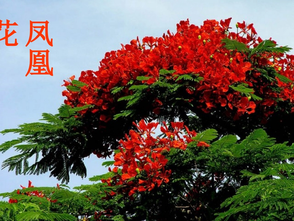 《花钟》课件(2)_第2页