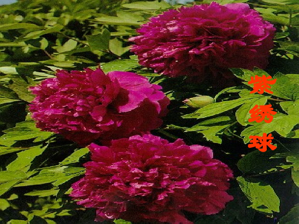 《花钟》课件(2)_第3页