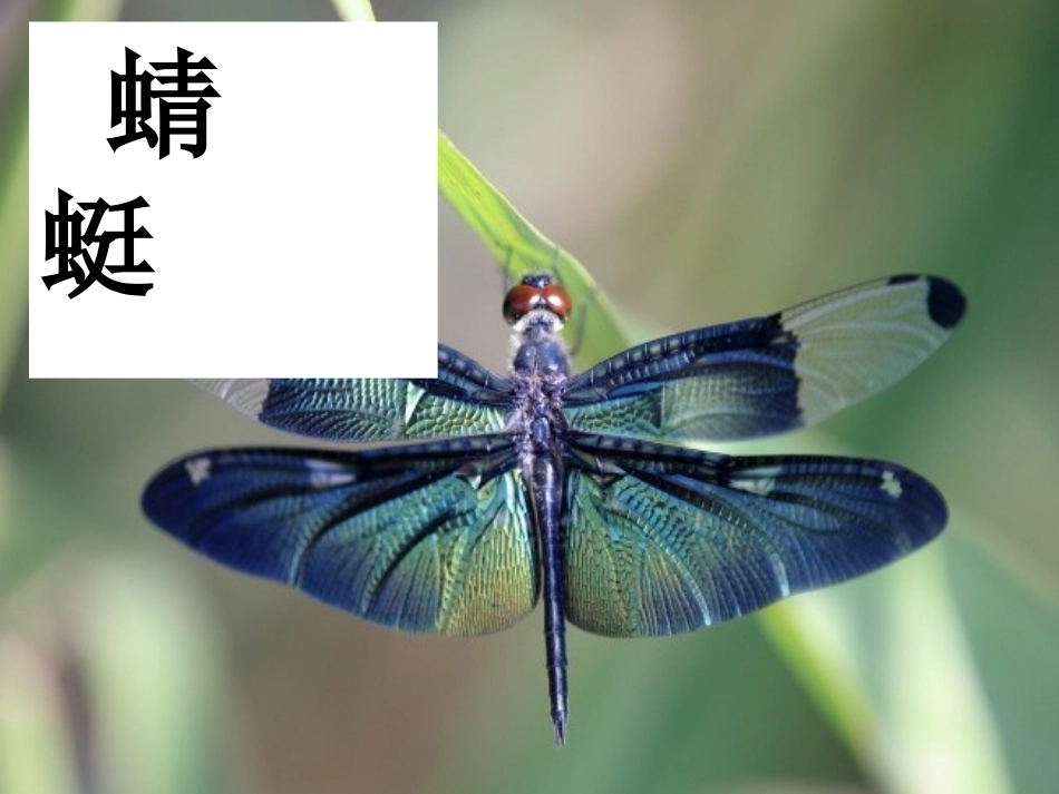 (部编)人教语文2011课标版一年级下册《动物儿歌》课件-(4)_第2页