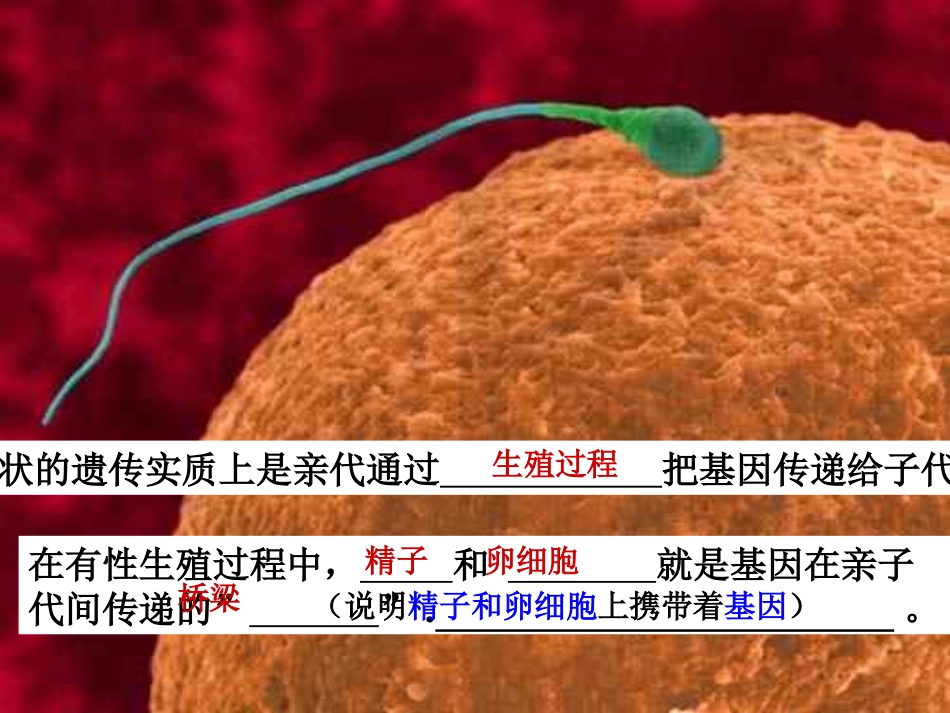 第二节基因在亲子代间的传递_第3页