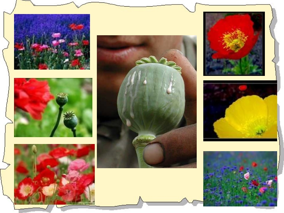 华师大版八上第1课-两次鸦片战争_第2页