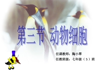 第三节动物细胞-(2)