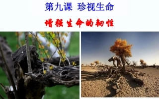 新教材人教版道德与法治七年级第九课第二框增强生命的韧性微课课件