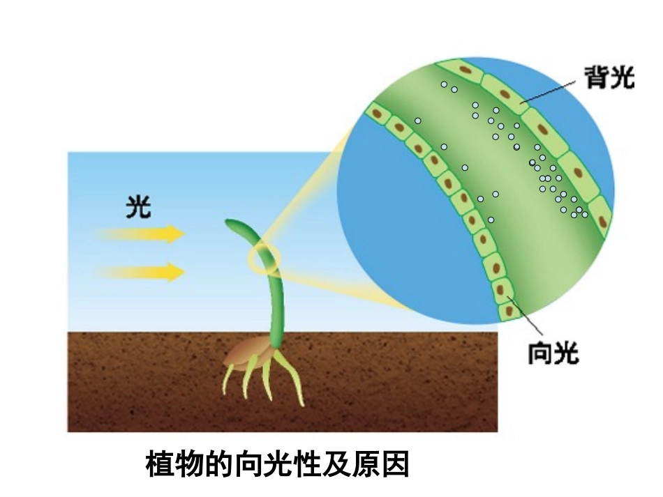 3.2《生长素的生理作用》-课件_第1页