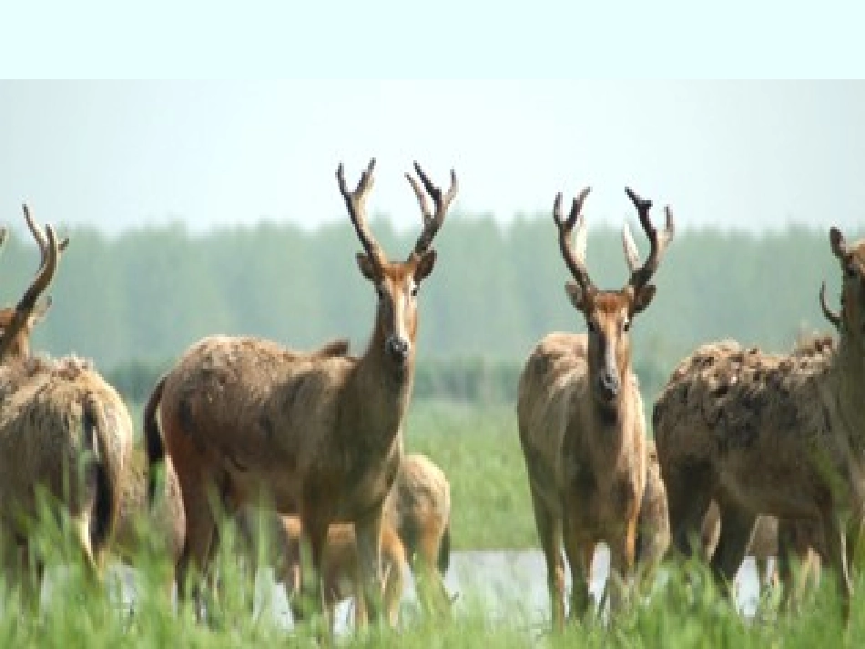 小学六年级上学期语文《麋鹿》优质课PPT课件_第2页