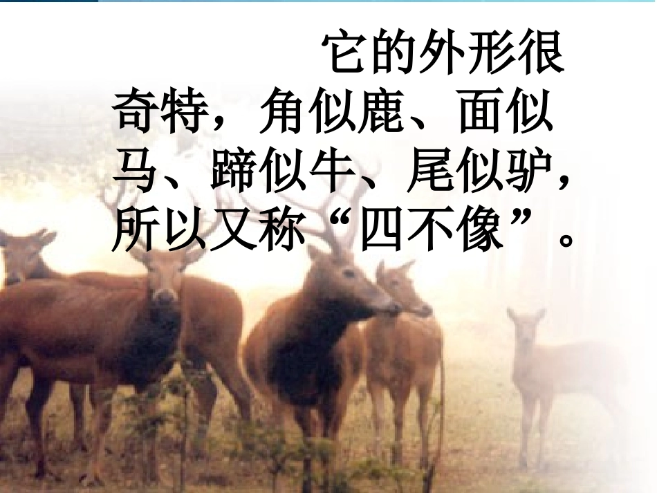 小学六年级上学期语文《麋鹿》优质课PPT课件_第3页