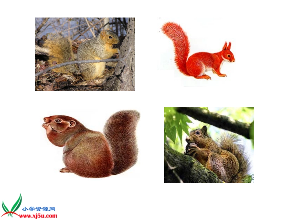 北师大版三年级语文下册《松鼠2》PPT课件_第2页