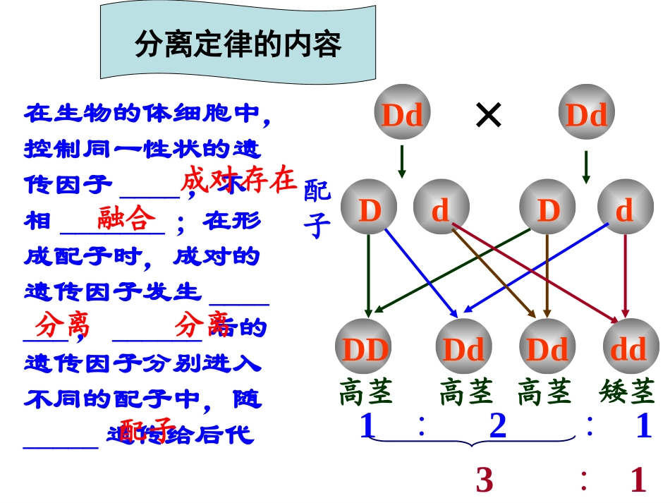 减数分裂(新人教必修2)_第2页
