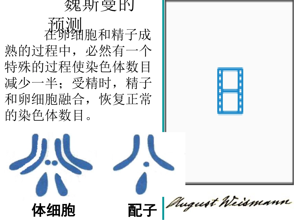 减数分裂(新人教必修2)_第3页