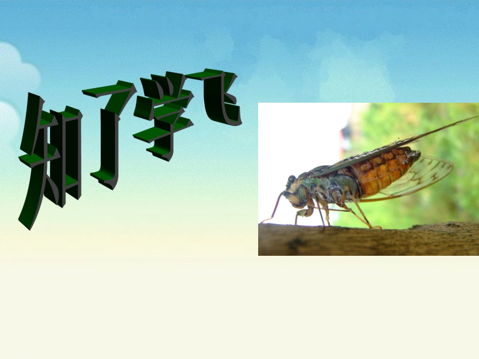 《知了学飞》教学课件_第1页