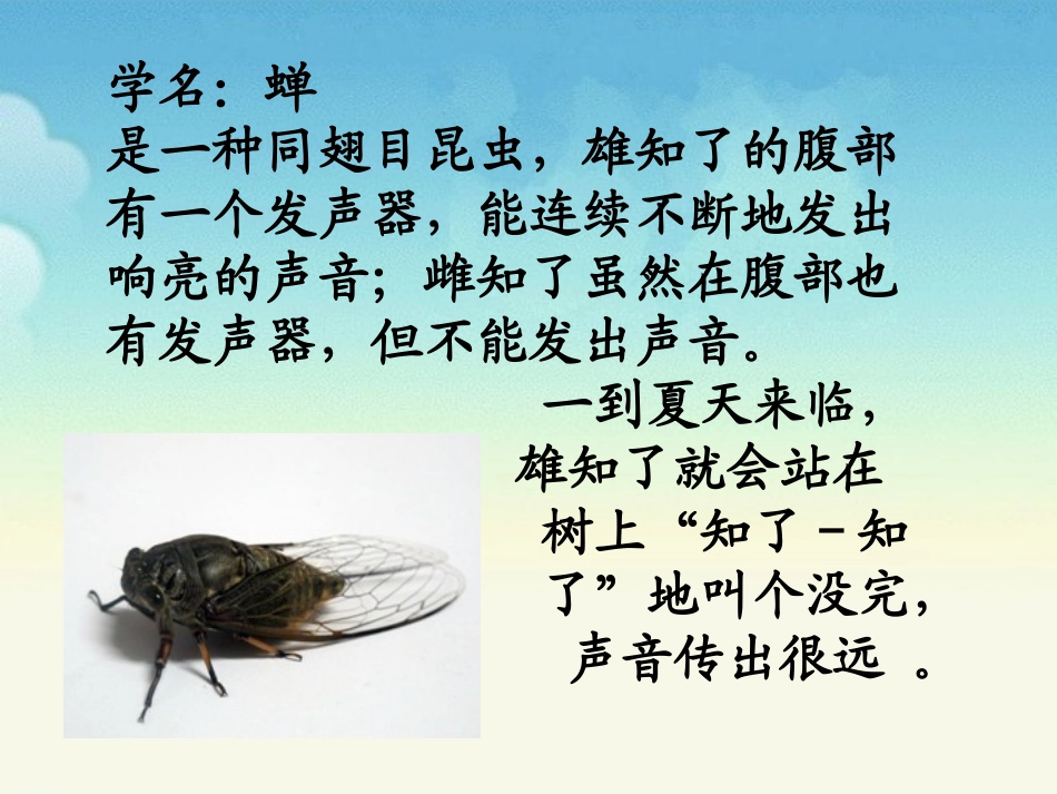 《知了学飞》教学课件_第2页
