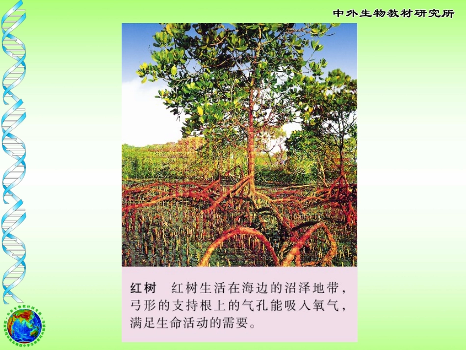 植物的呼吸作用_第2页