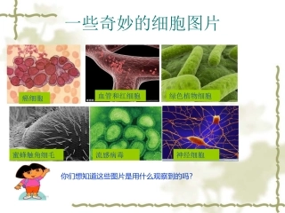 用显微镜观察身边的生命世界(一)_2