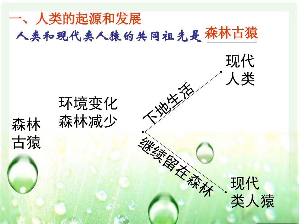 人的由来（中考复习课件）_第2页