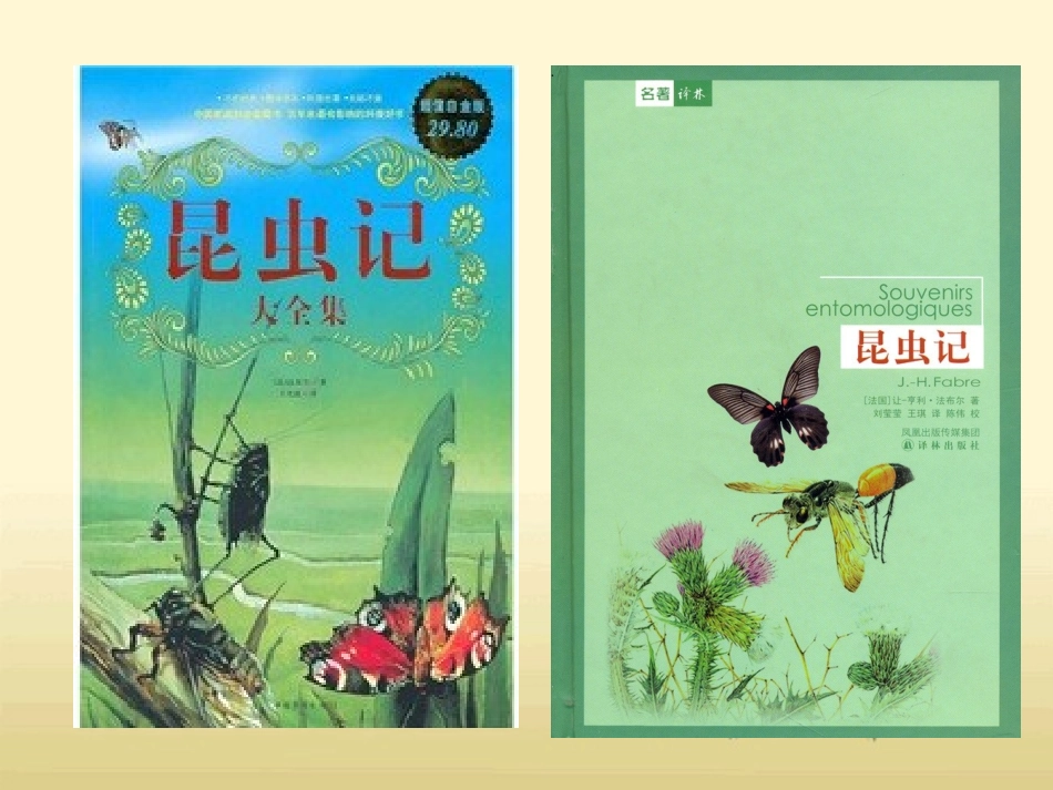 《法布尔观察昆虫》教学课件 (2)_第3页