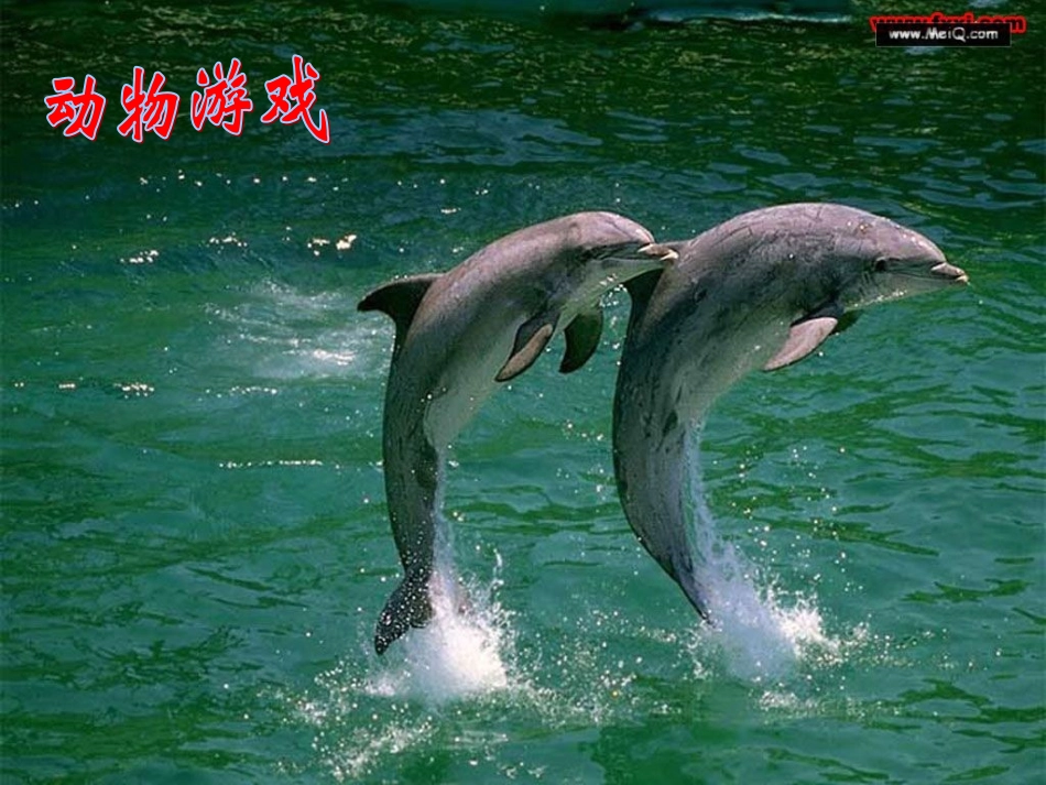 动物游戏之谜,_第1页