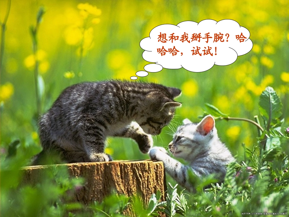 动物游戏之谜,_第3页