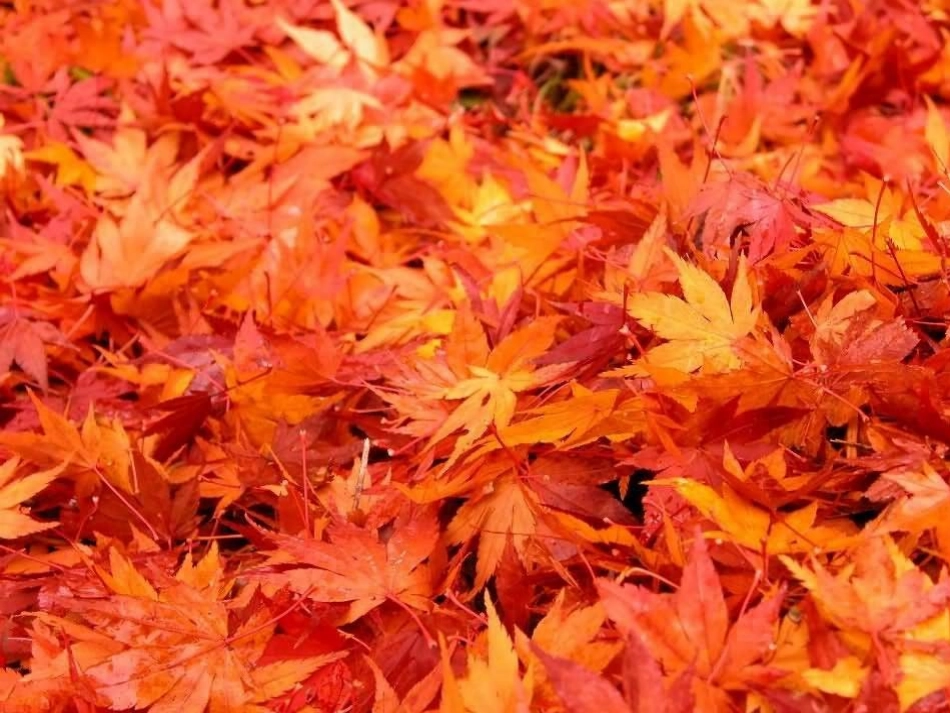 教科版香山红叶课件_第2页