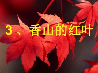 教科版香山红叶课件