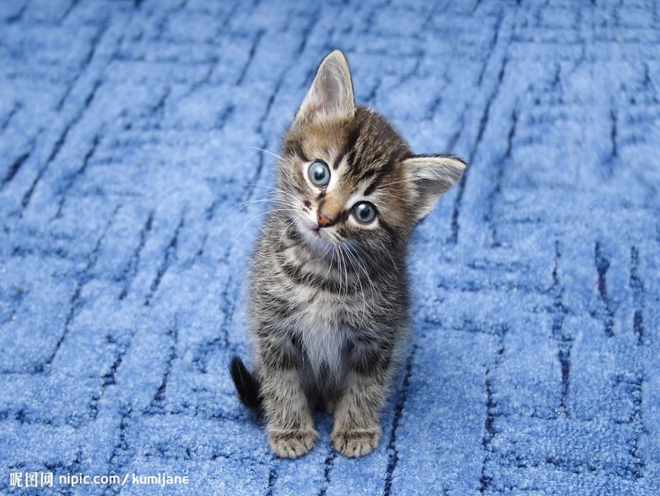 人教版二年级数学上册统计课件[2]_第2页