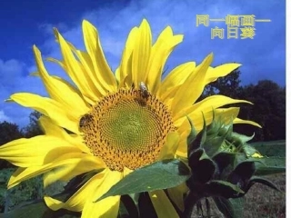 同一幅画-向日葵