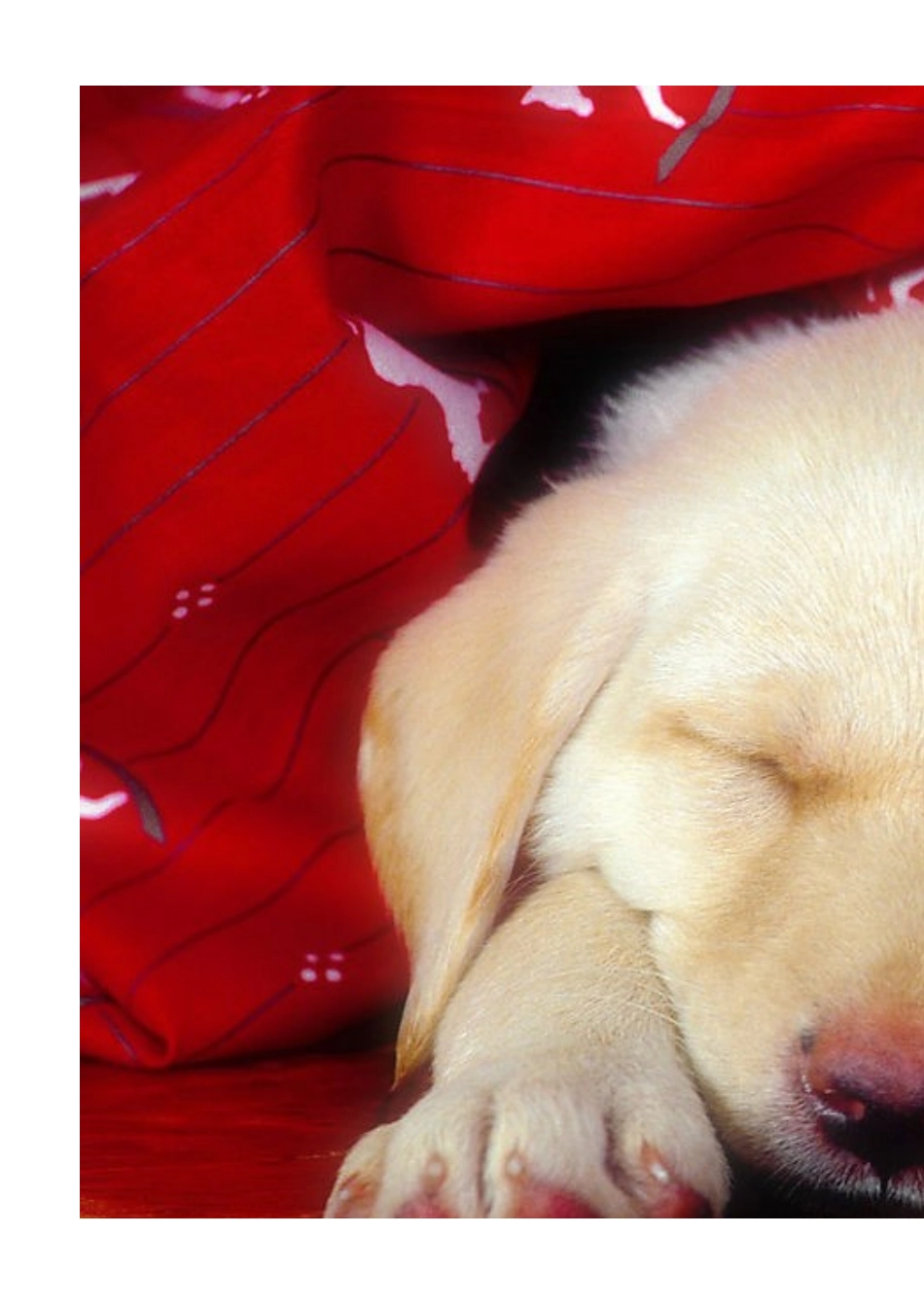 四年级九月份英语测试卷_第2页