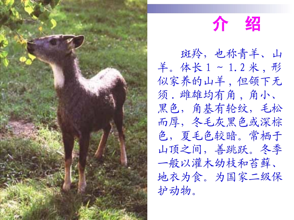 斑羚飞渡 (3)_第3页