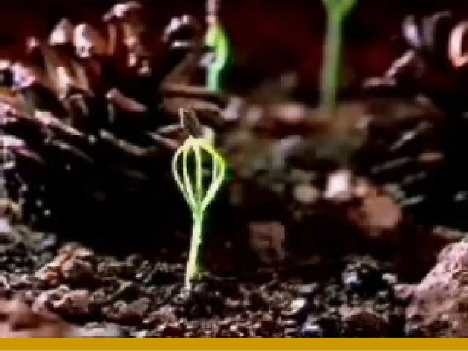 语言的魅力 课件_第3页