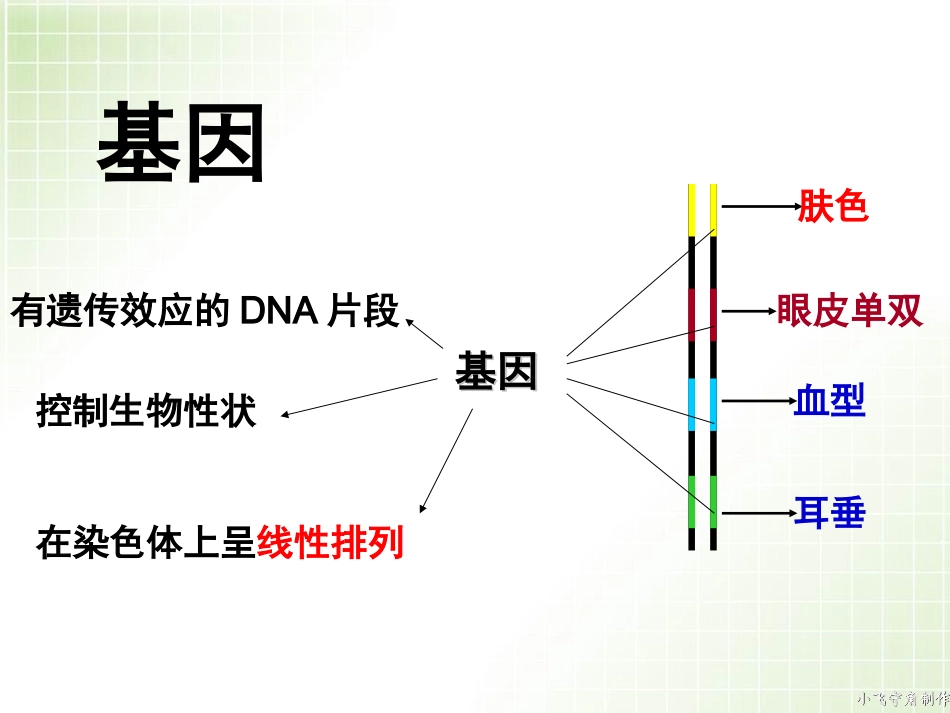 基因指导蛋白质的合成(上课）_第2页