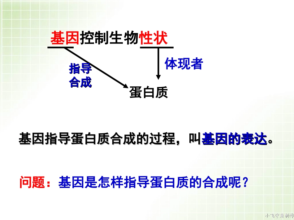 基因指导蛋白质的合成(上课）_第3页