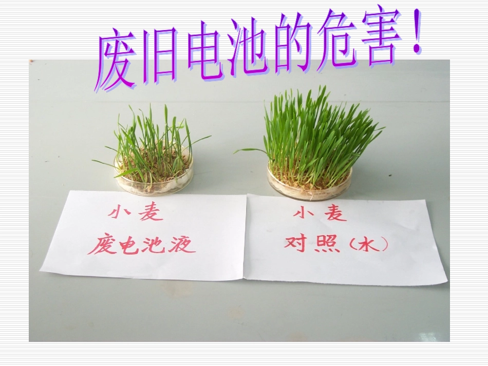 北师大版小学二年级下册数学《回收废电池》课件PPT_第3页