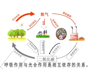 爱护植被绿化祖国课件