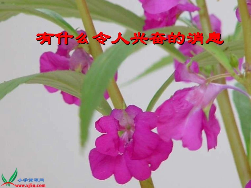 (教科版)三年级科学下册课件_开花了_结果了_第2页