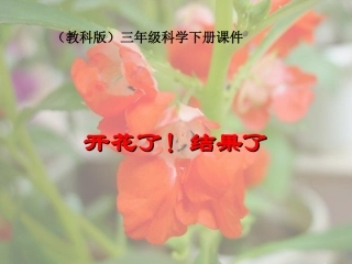 (教科版)三年级科学下册课件_开花了_结果了