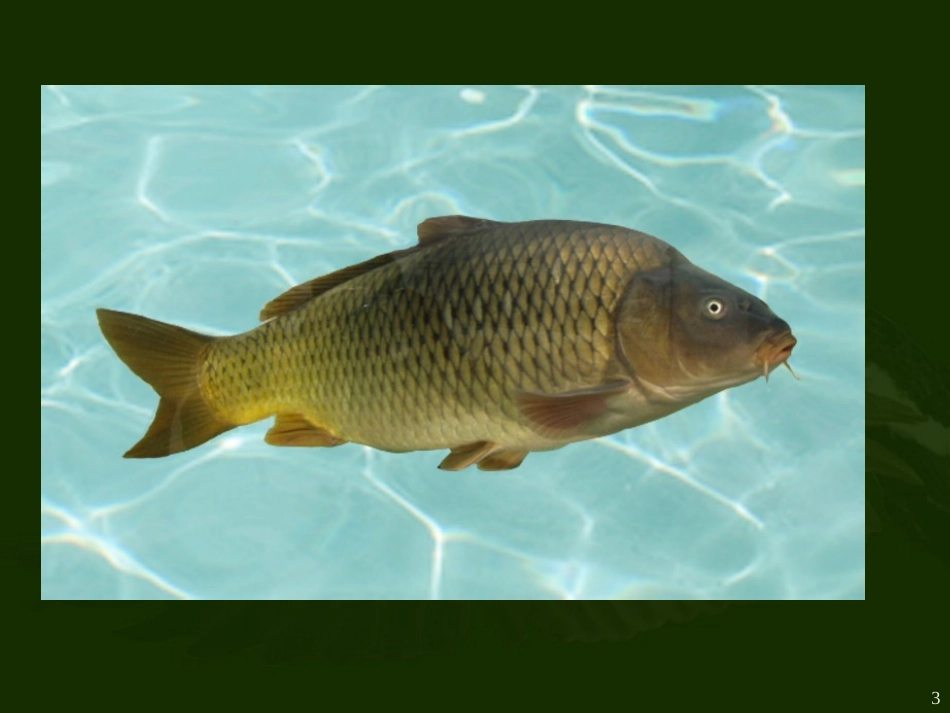 初中二年级生物上册第六单元第一章根据生物的特征进行分类第一节尝试对生物进行分类第一课时课件_第3页