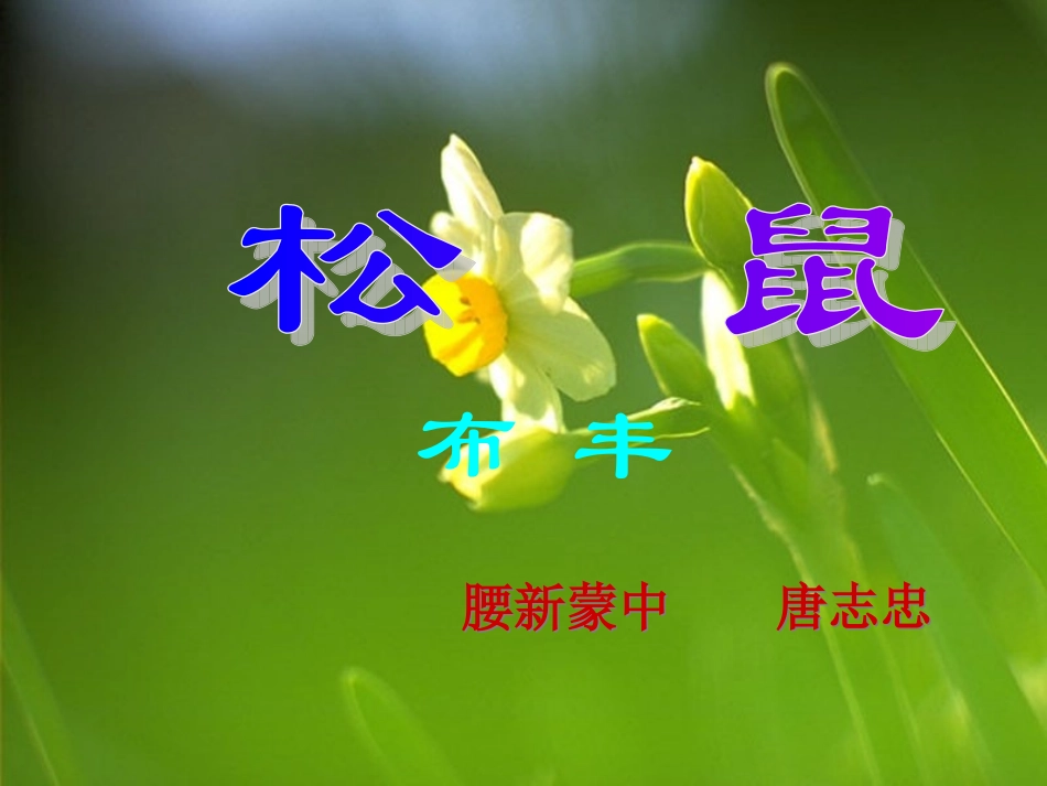 《松鼠》教学演示课件七年级下_第1页