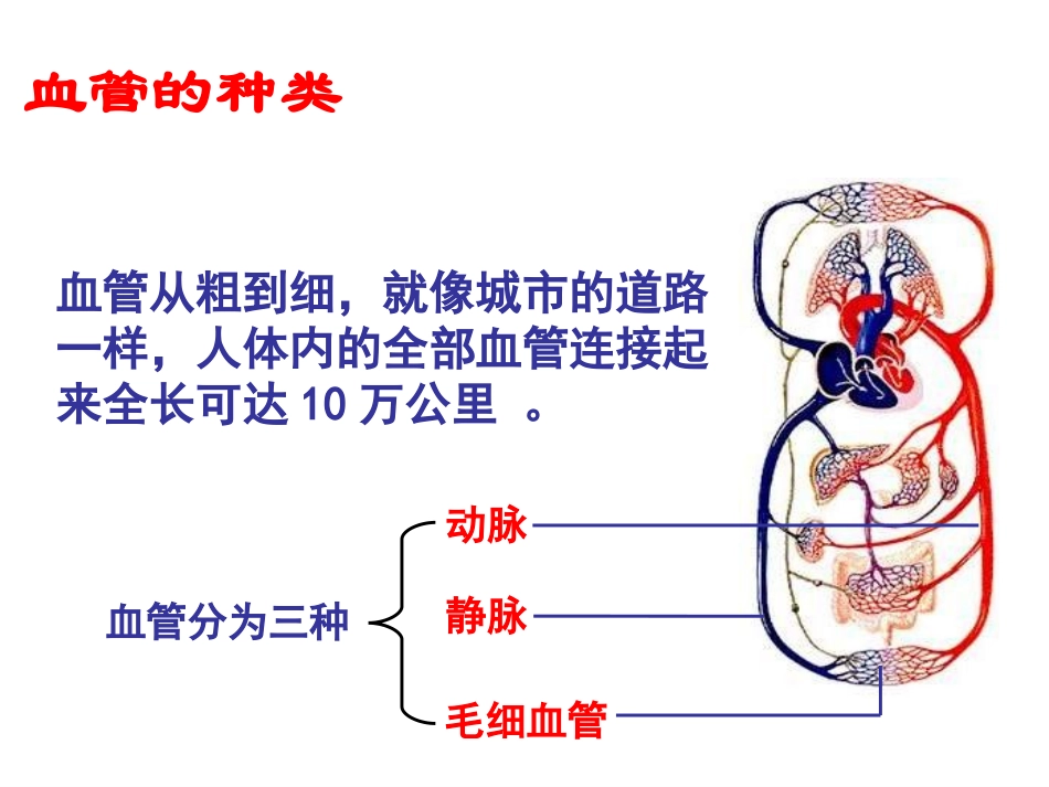 -人体的血液循环_第3页