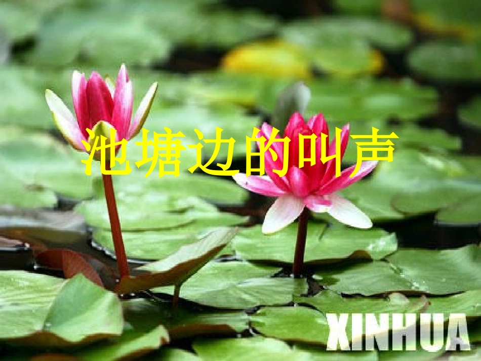 池塘边的叫声_第2页