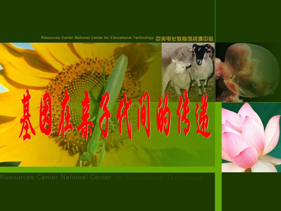 生物基因在亲子间的传递_第3页