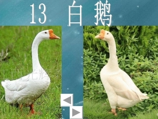 四年级语文《白鹅》课件