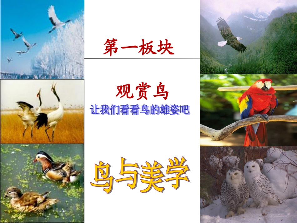 2013精品课件《鸟专题》_第2页