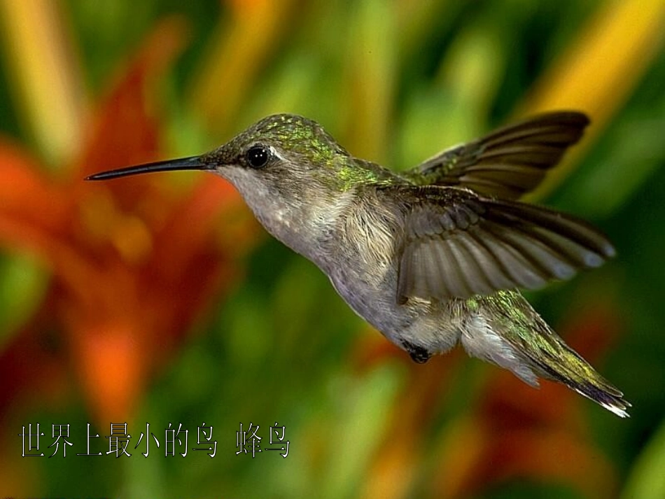 2013精品课件《鸟专题》_第3页