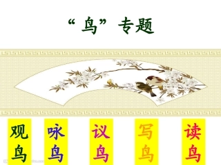 2013精品课件《鸟专题》