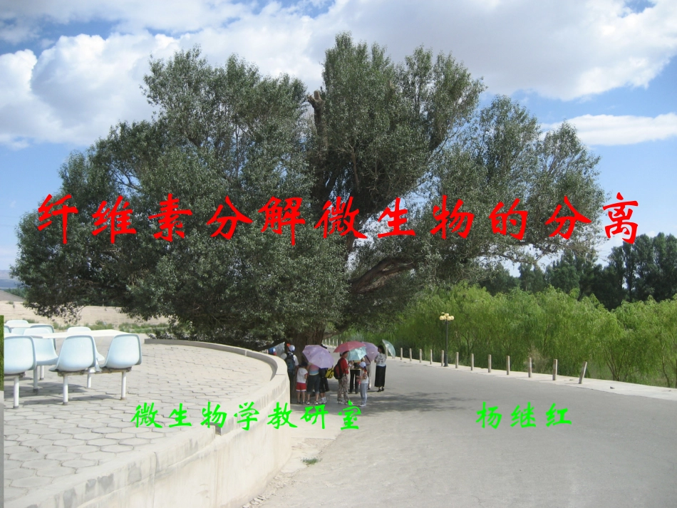 纤维素分解菌的分离_第1页