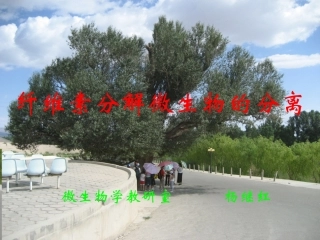 纤维素分解菌的分离